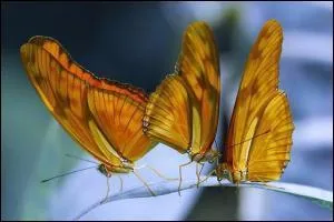 On qualifie ces papillons 'd'phmres' car ils vivent plus longtemps que la normale.