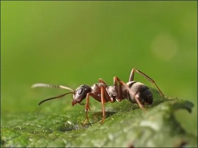 Le citron moisi fait fuir les fourmis :