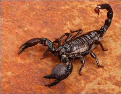Le scorpion est le premier arthropode terrestre connu :
