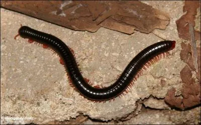 L'espce de mille-pattes ayant le plus de pattes en possde 1120 :
