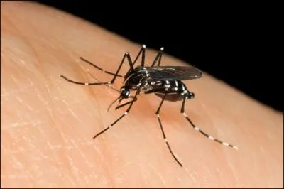 Il existe des moustiques qui ne s'alimentent que de nectar floral :