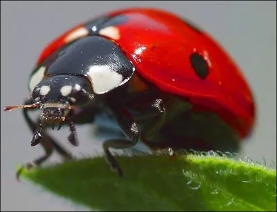 La coccinelle est le meilleur insecticide naturel contre les pucerons :