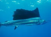 Quiz Les poissons