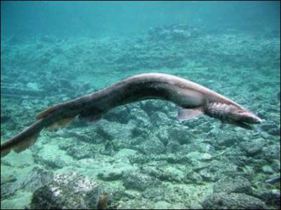 Ce poisson de la famille des requins vivait dj au temps des dinosaures.