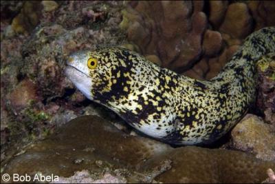 Ce poisson  l'allure de serpent peut atteindre 1 mtre de long et vit principalement en Micronsie.