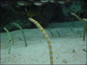 Ce petit poisson de groupe vit surtout dans l'ocan Indien, l'ocan Pacifique, l'ocan Atlantique et dans la mer Rouge.