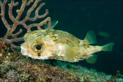 En cas d'attaque, ce petit poisson se remplit d'eau et devient intouchable.