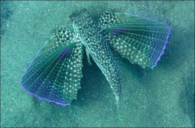 Ce petit poisson parat planer au dessus des vagues.