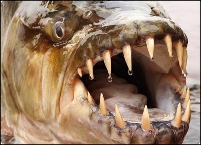 Ce poisson,  l'apparence d'un flin, a de trs grandes dents, plus de 3, 5 cm.