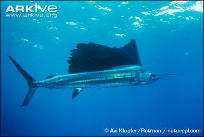 Ce poisson des ocans Indien et Pacifique est d'une rapidit incroyable, plus de 110 km/h.