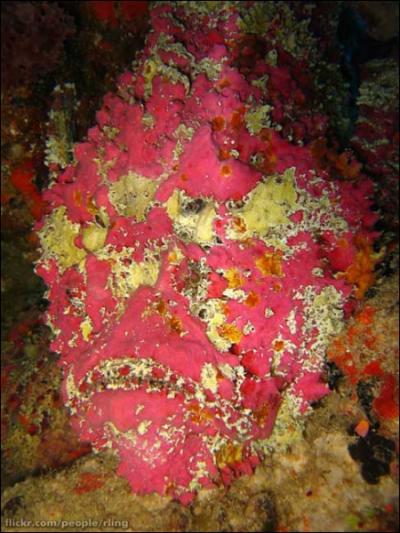 Ce poisson  l'allure trompeuse possde un puissant venin.