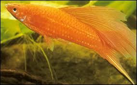 Ce petit poisson d'aquarium aux couleurs varies vit principalement en Amrique centrale  l'tat sauvage.