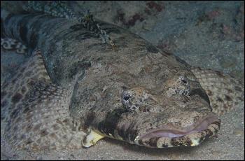 Ce poisson couleur sable vit dans la mer Rouge et l'ocan Indien.