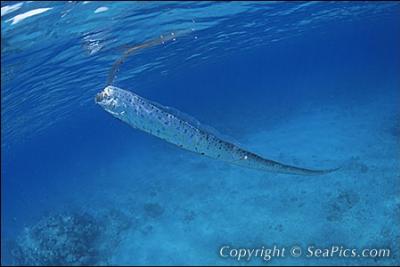 C'est le poisson d'eau de mer le plus grand et le moins connu du monde. Ses mensurations peuvent atteindre 17 mtres et il peut peser jusqu' 200 kg.