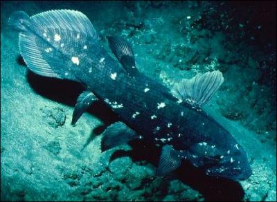 Ce poisson a t redcouvert rcemment (en 1938 ). Il est considr comme un fossile vivant.