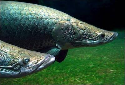 C'est le poisson d'eau douce le plus grand jamais dcouvert, vivant dans l'Amazone.
