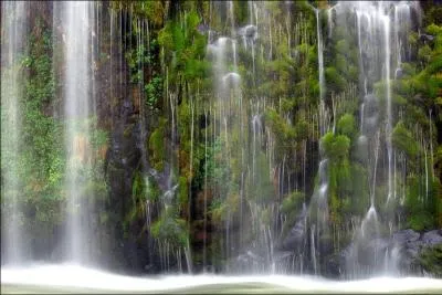 Comment appelle-t-on une fort o les prcipitations sont abondantes ?