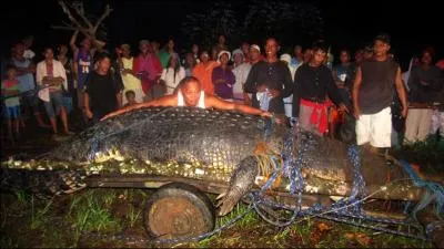 Ce crocodile a t captur dans un archipel de plus de 7 000 les !