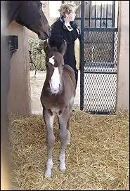 Qui est le poulain sur la photo ?