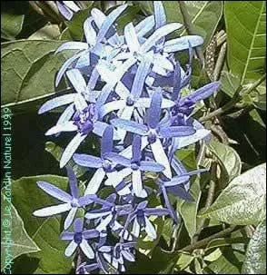 Quelle est cette fleur ?