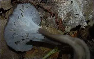 Comment appelle-t-on galement la trompette de mort ?