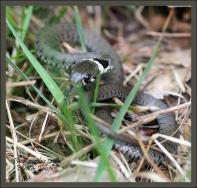 Il rampe discrtement dans les herbes, c'est :