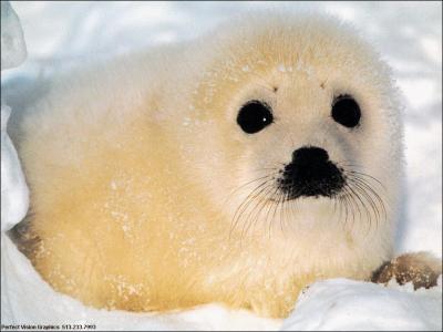 Gris, blanc, moine, c'est bien sr un :