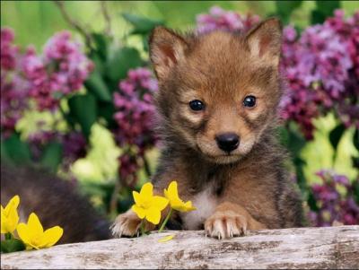 La nuit, il hurle pour prvenir les siens. C'est le :