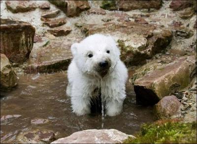 Quel est ce bb animal ?