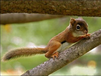 Il grimpe facilement aux arbres, c'est :