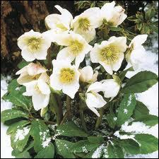 Cette plante est aussi connue sous le nom de Rose de Noël, elle est très belle, dans des couleurs allant du blanc, au rouge en passant par le vert, jaune, mauve, rose. C'est ?