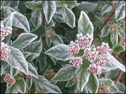 Cette jolie plante fleurie a aussi sa place dans les jardins d'hiver. Saurez-vous retrouver son nom ?
