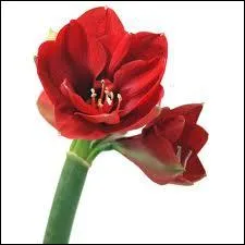 C'est une plante que l'on fait pousser l'hiver, dans nos intrieurs. Elle est impressionnante par sa taille, la splendeur de ses couleurs, c'est ?