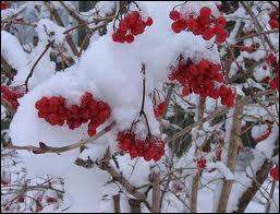 C'est une autre très jolie plante fleurie hivernale, qui se nomme ?