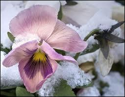 Petite fleur à tige courte, bien connue, elle fleurit l'hiver et sa gamme de couleurs embellit tous les jardins. C'est ?