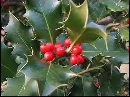 Jolie plante d'hiver, dont on croirait le feuillage cir et les baies repeintes. Quel est son nom ?