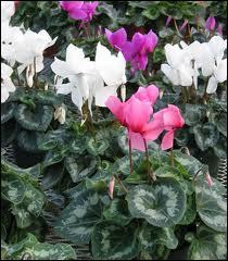Jolie plante fleurie hivernale, qu'on met dans nos intérieurs, aux fleurs semblables au satin rose, fuschia, rouge ou blanc. C'est ?