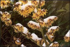 Voici un autre arbuste fleuri d'hiver, aux fleurs semblables à des cheveux d'ange, qui porte le nom de ?