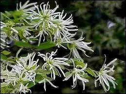 C'est un bel arbuste fleuri d'hiver, aux fleurs trs fines et dlicates roses ou blanches que le ?