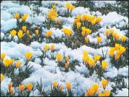 Ce sont de petites fleurs, sur tiges courtes, mais leurs couleurs sont vives (du blanc au jaune ou au bleu et mauve) et magnifiques. Ce sont les ?