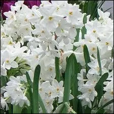 Ces jolies fleurs odorantes d'hiver sont des ?