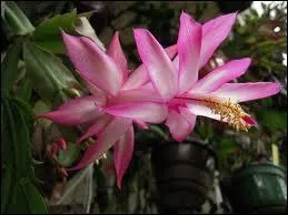 C'est une plante grasse qui fleurit en hiver, qu'on appelle cactus de Nol ou ?