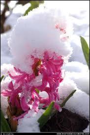 Encore une autre jolie plante d'hiver, délicieusement parfumée, qu'on met dans nos intérieurs. C'est ?