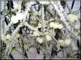 Ses jolies baies rondes et blanches sont autant de floraison hivernale, et comme on s'embrasse dessous... C'est ?