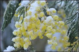 C'est une superbe floraison hivernale, au parfum et à la légèreté incomparables. C'est ?