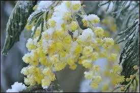 C'est une superbe floraison hivernale, au parfum et  la lgret incomparables. C'est ?