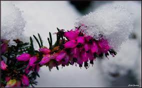 De toutes petites fleurs en grappes sur de petites tiges, c'est la plante dévolue à la montagne et à la lande, blanche ou rosée... C'est ?