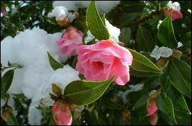 Ces fleurs splendides sont hivernales et ne craignent pas la neige et le froid. Ce sont ?