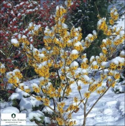 Un délicat arbuste fleuri, même dans la neige, pour éclairer les jardins d'hiver. C'est ?
