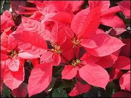 C'est la plante colore de Nol et de l'hiver. On oublie  quel point elle est belle tant elle est devenue commune. Son nom est ?